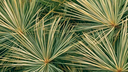 Varied Green and Yellow Pine Needles Close Up