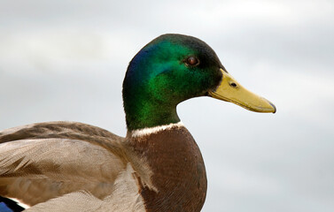Canard colvert,. Anas platyrhynchos, Mallard, mâle