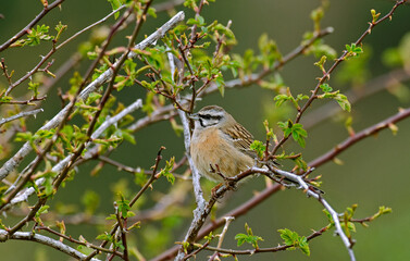 Bruant fou,.Emberiza cia, Rock Bunting