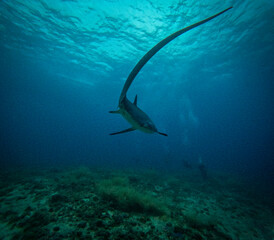 Thresher shark, Malapascua, The Philippines