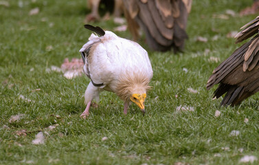 Vautour percnoptère , Percnoptère d'Égypte, Neophron percnopterus, Egyptian Vulture