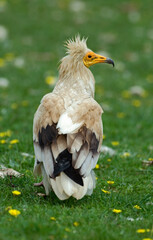 Vautour percnoptère , Percnoptère d'Égypte, Neophron percnopterus, Egyptian Vulture
