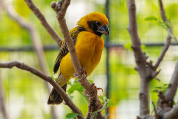 The Asian golden weaver (Ploceus hypoxanthus) is a species of bird in the family Ploceidae