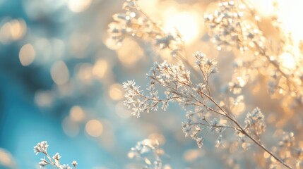 Naklejka premium Frost Covered Branches Glowing In Winter Sunlight