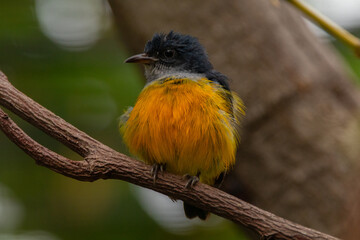 The orange-bellied flowerpecker (Dicaeum trigonostigma) is a species of bird in the family Dicaeidae