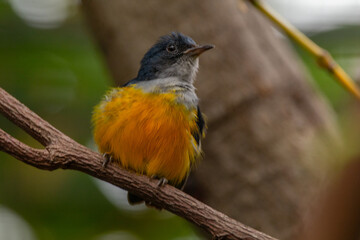 Fototapeta premium The orange-bellied flowerpecker (Dicaeum trigonostigma) is a species of bird in the family Dicaeidae