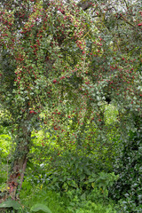 Aub&eacute;pine, Crataegus oxyacantha