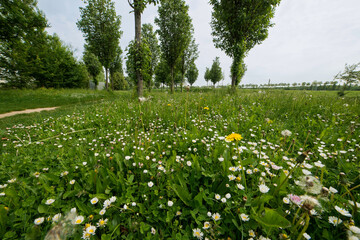 Pâquerette, Bellis perennis, Pissenlit, Taraxacum officinale, Sport, Parc du Grand Godet,...