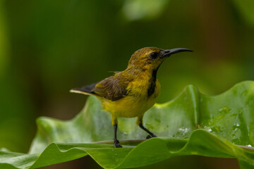 The garden sunbird (Cinnyris jugularis), previously known as the olive-backed sunbird, is a species of passerine bird in the family Nectariniidae