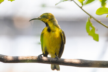 The garden sunbird (Cinnyris jugularis), previously known as the olive-backed sunbird, is a species of passerine bird in the family Nectariniidae