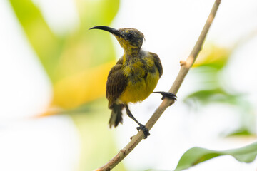 The garden sunbird (Cinnyris jugularis), previously known as the olive-backed sunbird, is a species of passerine bird in the family Nectariniidae
