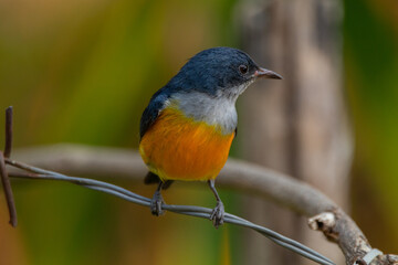 The orange-bellied flowerpecker (Dicaeum trigonostigma) is a species of bird in the family Dicaeidae