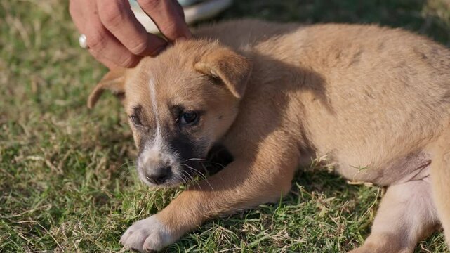 Closeup slow-motion of person's hand petting a cute and adorable Dingo puppy on the grass