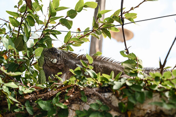 iguana on a tree, green iguana, lizard, reptile, iguana, Iguanidae,reptilia,Squamata, pineal eye, exotic animal, herbivore, iguana iguana, on top of the wall, among the leaves
