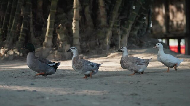 herd of ducks including Rouen duck and Swedish Blue walking in a row in the farm, in slow-motion