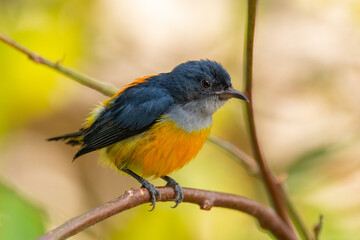 Fototapeta premium The orange-bellied flowerpecker (Dicaeum trigonostigma) is a species of bird in the family Dicaeidae