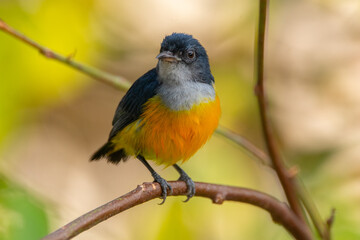 The orange-bellied flowerpecker (Dicaeum trigonostigma) is a species of bird in the family Dicaeidae