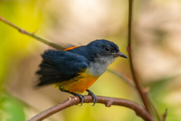 Fototapeta premium The orange-bellied flowerpecker (Dicaeum trigonostigma) is a species of bird in the family Dicaeidae