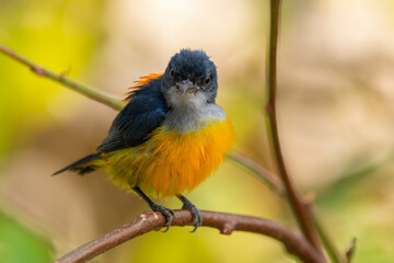 Fototapeta premium The orange-bellied flowerpecker (Dicaeum trigonostigma) is a species of bird in the family Dicaeidae
