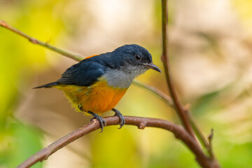The orange-bellied flowerpecker (Dicaeum trigonostigma) is a species of bird in the family Dicaeidae