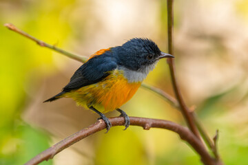 Obraz premium The orange-bellied flowerpecker (Dicaeum trigonostigma) is a species of bird in the family Dicaeidae
