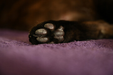paw, cat paw, paw close-up, cat, Felis catus, Bombay, domestic cat, black cat, Mammalia, Felidae