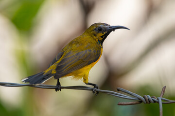 The garden sunbird (Cinnyris jugularis), previously known as the olive-backed sunbird, is a species of passerine bird in the family Nectariniidae