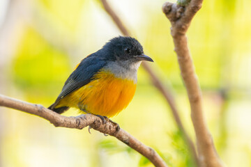 Fototapeta premium The orange-bellied flowerpecker (Dicaeum trigonostigma) is a species of bird in the family Dicaeidae