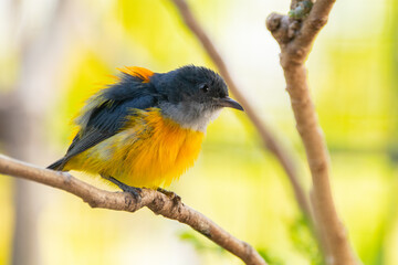 The orange-bellied flowerpecker (Dicaeum trigonostigma) is a species of bird in the family Dicaeidae