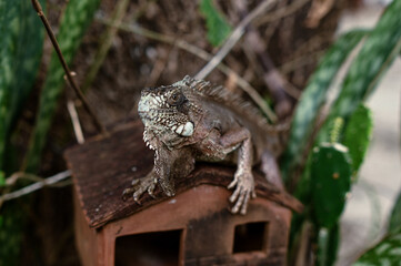 green iguana, lizard, reptile, iguana, Iguanidae,reptilia,Squamata, pineal eye, exotic animal, herbivore, iguana iguana
