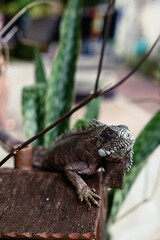 Fototapeta premium green iguana, lizard, reptile, iguana, Iguanidae,reptilia,Squamata, pineal eye, exotic animal, herbivore, iguana iguana