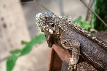 green iguana, lizard, reptile, iguana, Iguanidae,reptilia,Squamata, pineal eye, exotic animal, herbivore, iguana iguana