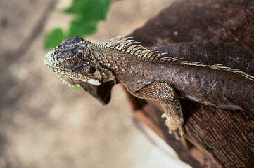 green iguana, lizard, reptile, iguana, Iguanidae,reptilia,Squamata, pineal eye, exotic animal, herbivore, iguana iguana