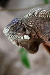 green iguana, lizard, reptile, iguana, Iguanidae,reptilia,Squamata, pineal eye, exotic animal, herbivore, iguana iguana, animal close up
