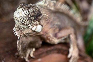 green iguana, lizard, reptile, iguana, Iguanidae,reptilia,Squamata, pineal eye, exotic animal, herbivore, iguana iguana