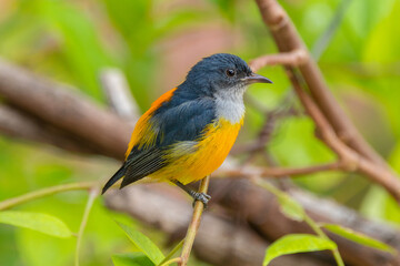 The orange-bellied flowerpecker (Dicaeum trigonostigma) is a species of bird in the family Dicaeidae