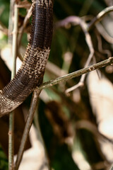 green iguana, lizard, reptile, iguana, Iguanidae,reptilia,Squamata, pineal eye, exotic animal, herbivore, iguana iguana