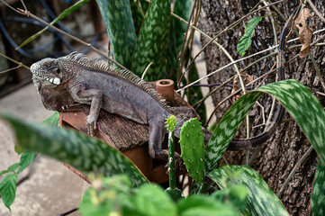 green iguana, lizard, reptile, iguana, Iguanidae,reptilia,Squamata, pineal eye, exotic animal, herbivore, iguana iguana