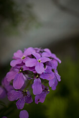 close up of a purple flowers