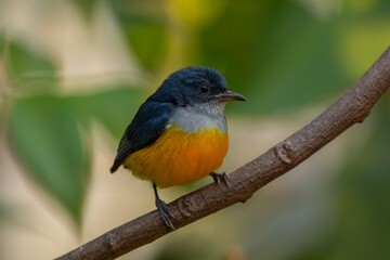 Fototapeta premium The orange-bellied flowerpecker (Dicaeum trigonostigma) is a species of bird in the family Dicaeidae