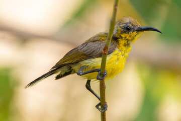 The garden sunbird (Cinnyris jugularis), previously known as the olive-backed sunbird, is a species of passerine bird in the family Nectariniidae