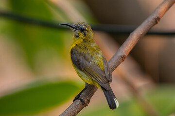 The garden sunbird (Cinnyris jugularis), previously known as the olive-backed sunbird, is a species of passerine bird in the family Nectariniidae