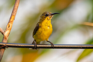 The olive-backed sunbird (Cinnyris jugularis ), also known as the yellow-bellied sunbird, is a species of sunbird found from Southern Asia to Australia.
