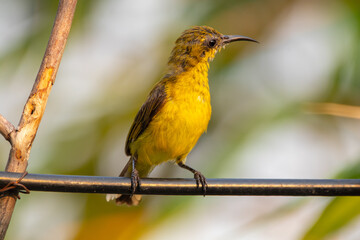 The olive-backed sunbird (Cinnyris jugularis ), also known as the yellow-bellied sunbird, is a species of sunbird found from Southern Asia to Australia.