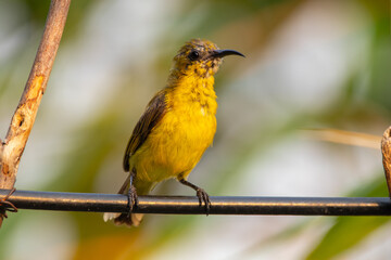 The olive-backed sunbird (Cinnyris jugularis ), also known as the yellow-bellied sunbird, is a species of sunbird found from Southern Asia to Australia.