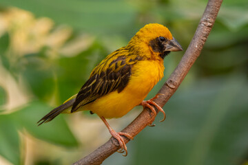 The Asian golden weaver (Ploceus hypoxanthus) is a species of bird in the family Ploceidae