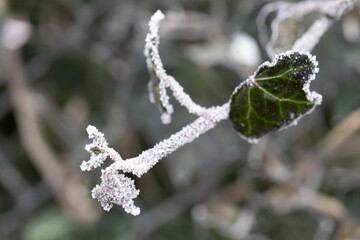 frost on branches