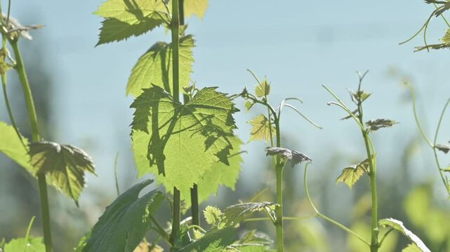 Primer plano de Hoja verde de vid con cielo de fondo	
