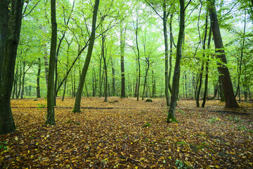 Obraz premium autumn in the park