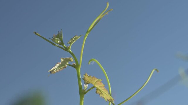Primer plano de Hoja verde de vid con cielo de fondo	
